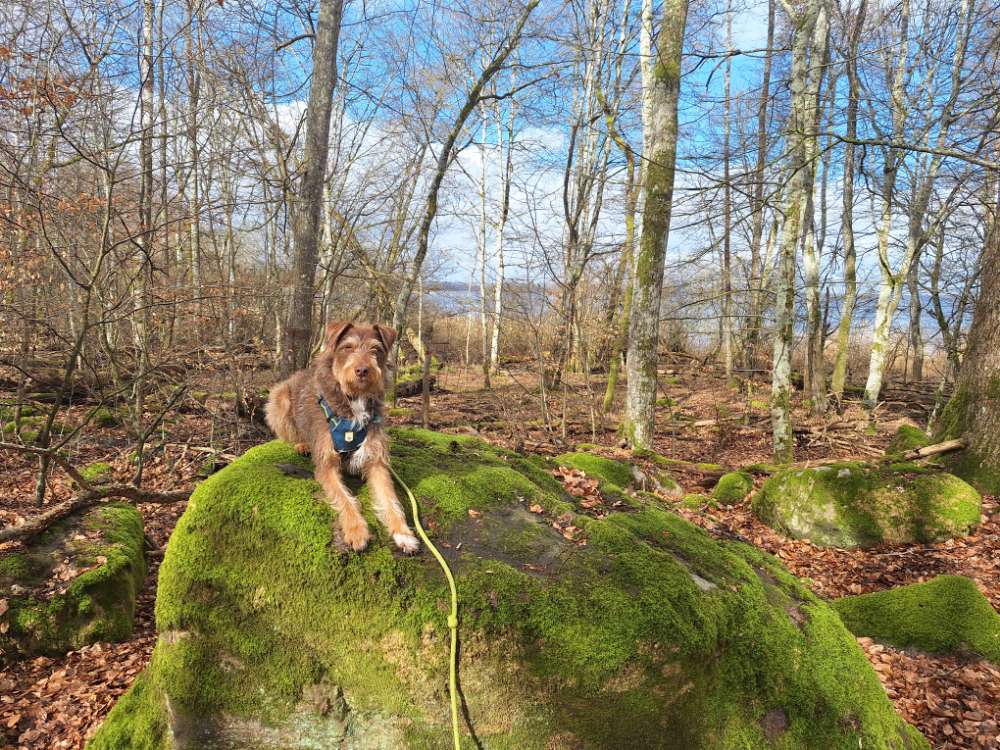 Hundetreffen-Hundefreund:In gesucht-Profilbild