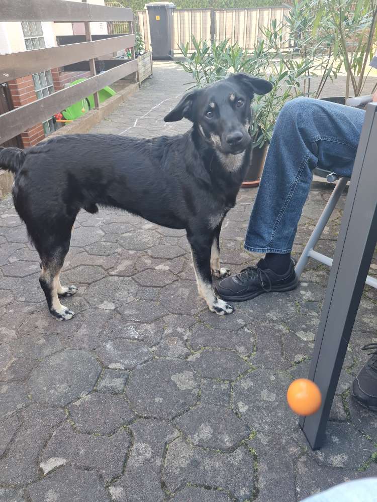 Hundetreffen-Junghund treffen-Profilbild