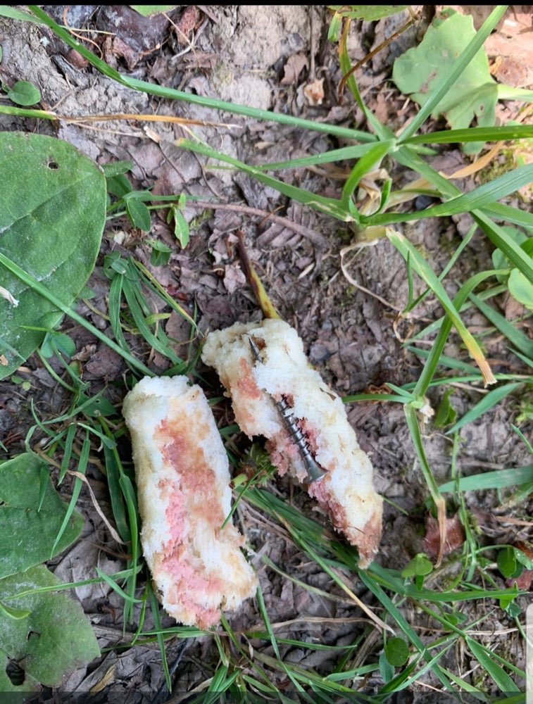 Giftköder-Giftköder-Profilbild