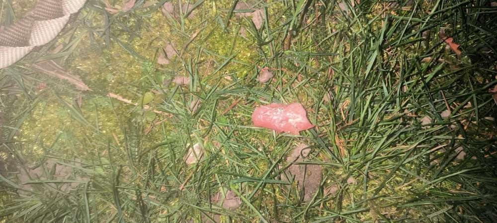 Giftköder-Rohes Hähnchenfleisch-Profilbild