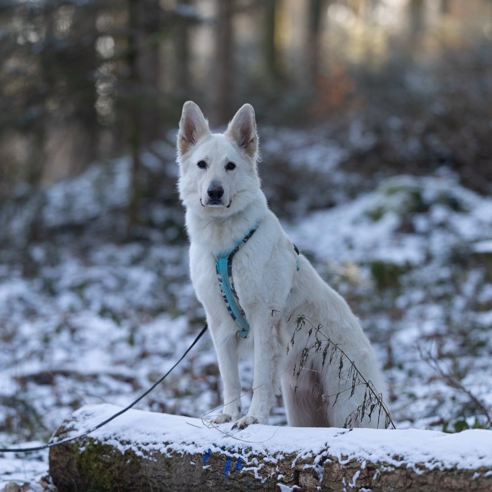 Hundetreffen-Social Walk -> Lernspaziergang-Profilbild