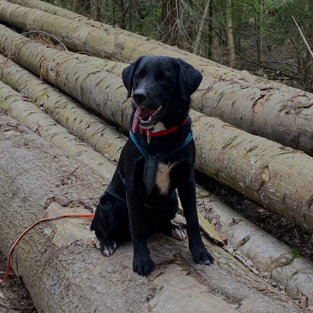 Hundetreffen-Welpen/Junghund sucht Gassi-/Spielpartner in Wadern-Profilbild