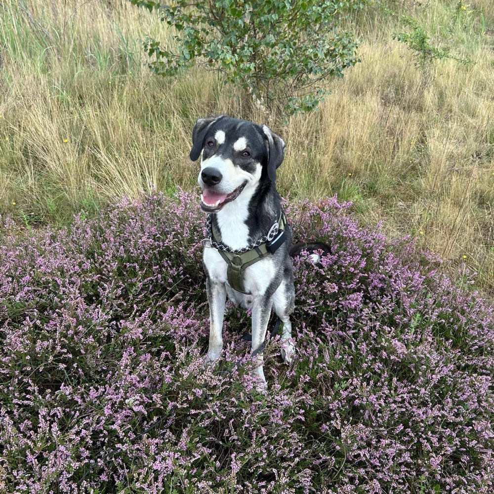 Hundetreffen-Spielfreunde gesucht-Profilbild