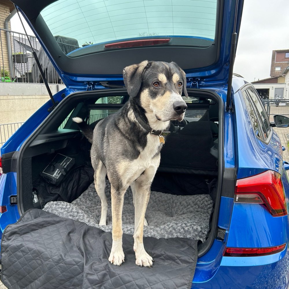 Hundetreffen-Spieltreffen in Wunstorf-Profilbild