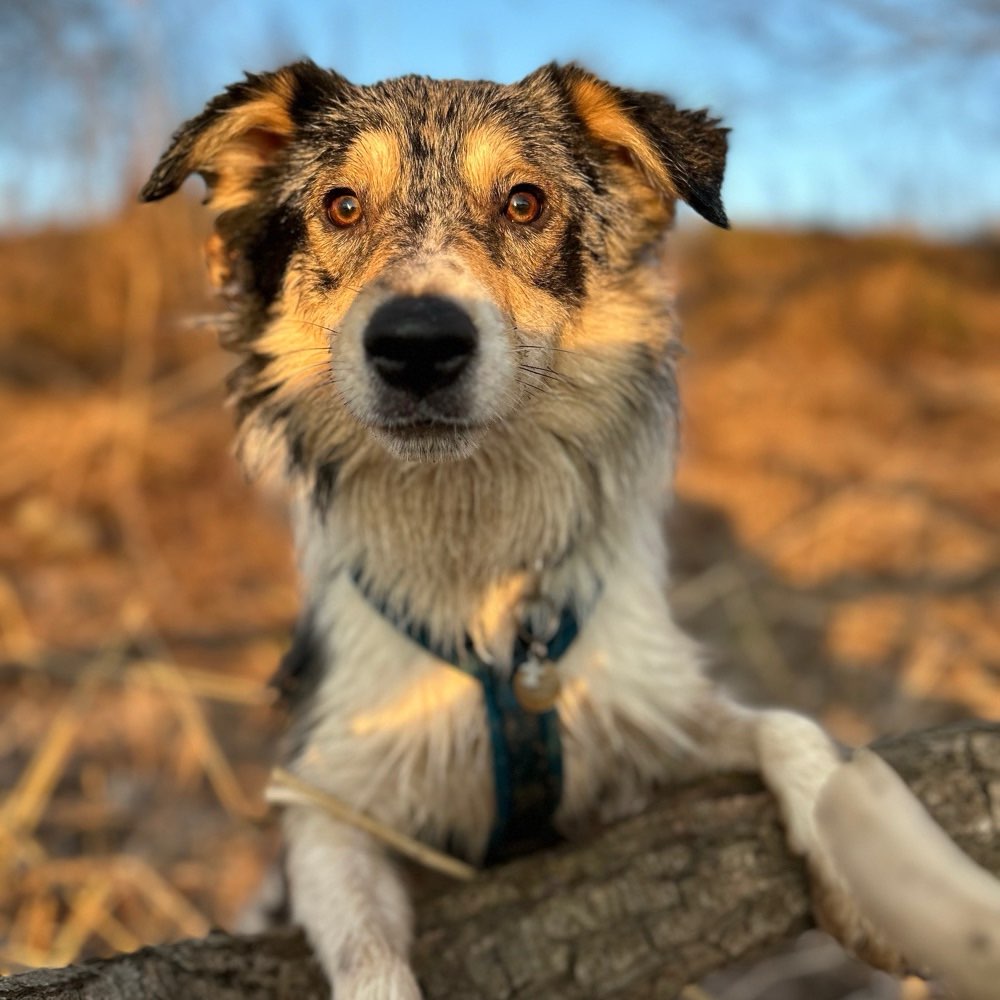 Hundetreffen-Treffen in esw-Profilbild