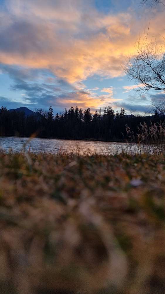 Hundetreffen-Sozialisierung-Profilbild