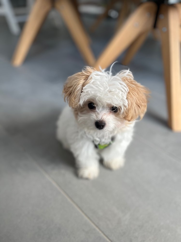 Hundetreffen-Welpentreffen/Gassirunde/Spielpartner-Profilbild