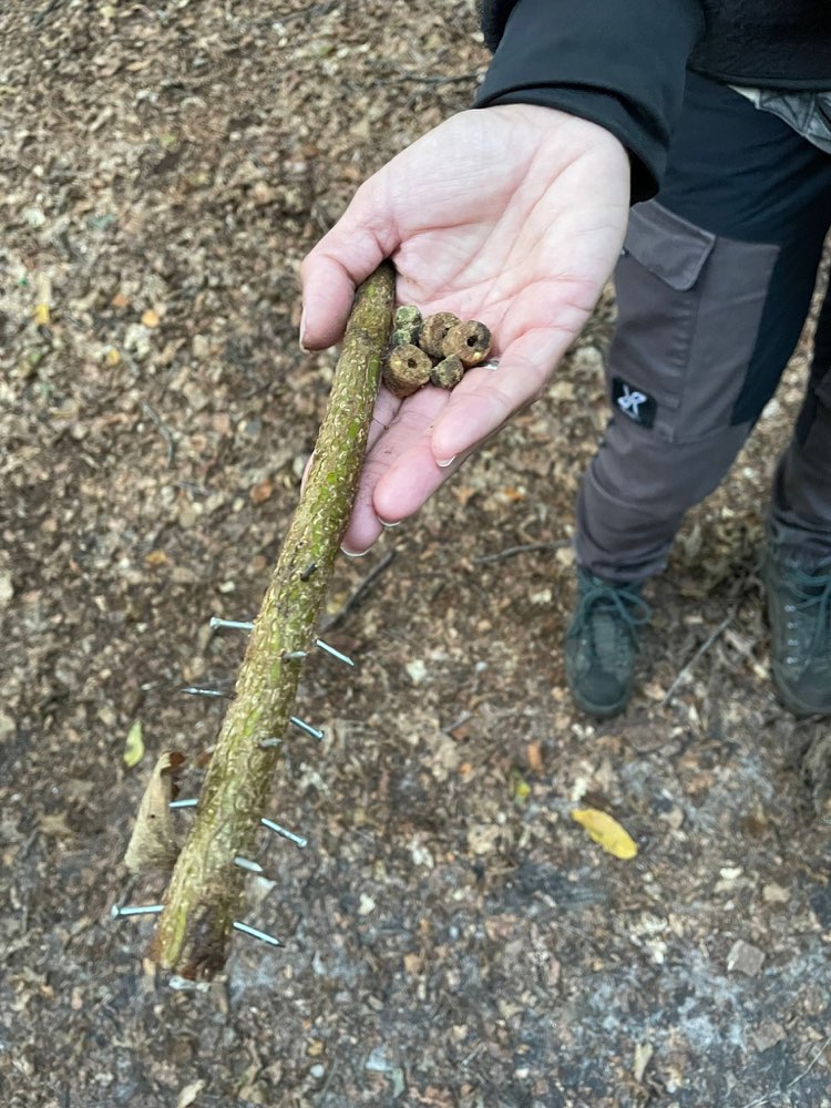 Giftköder-Holzstock mit Nägeln und Frolic dran-Profilbild