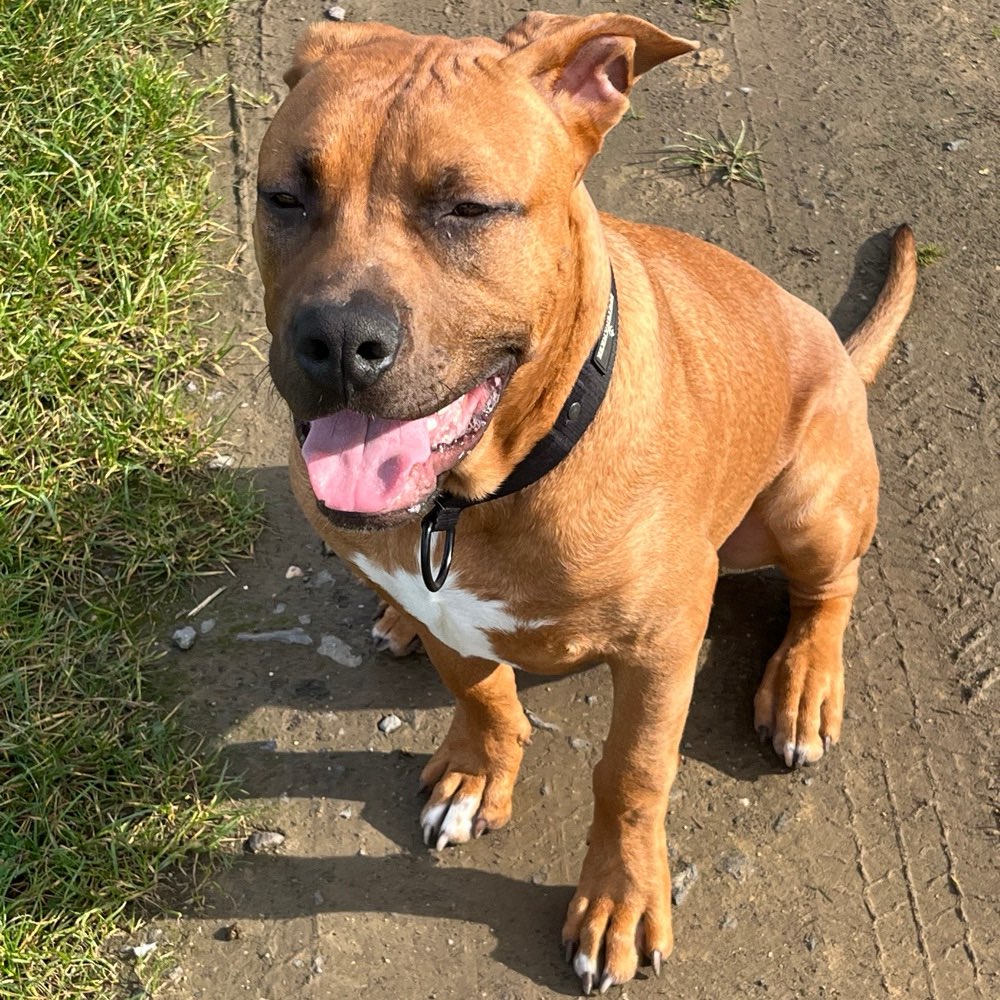 Hundetreffen-Gemeinsame Spaziergänge in der Umgebung-Profilbild