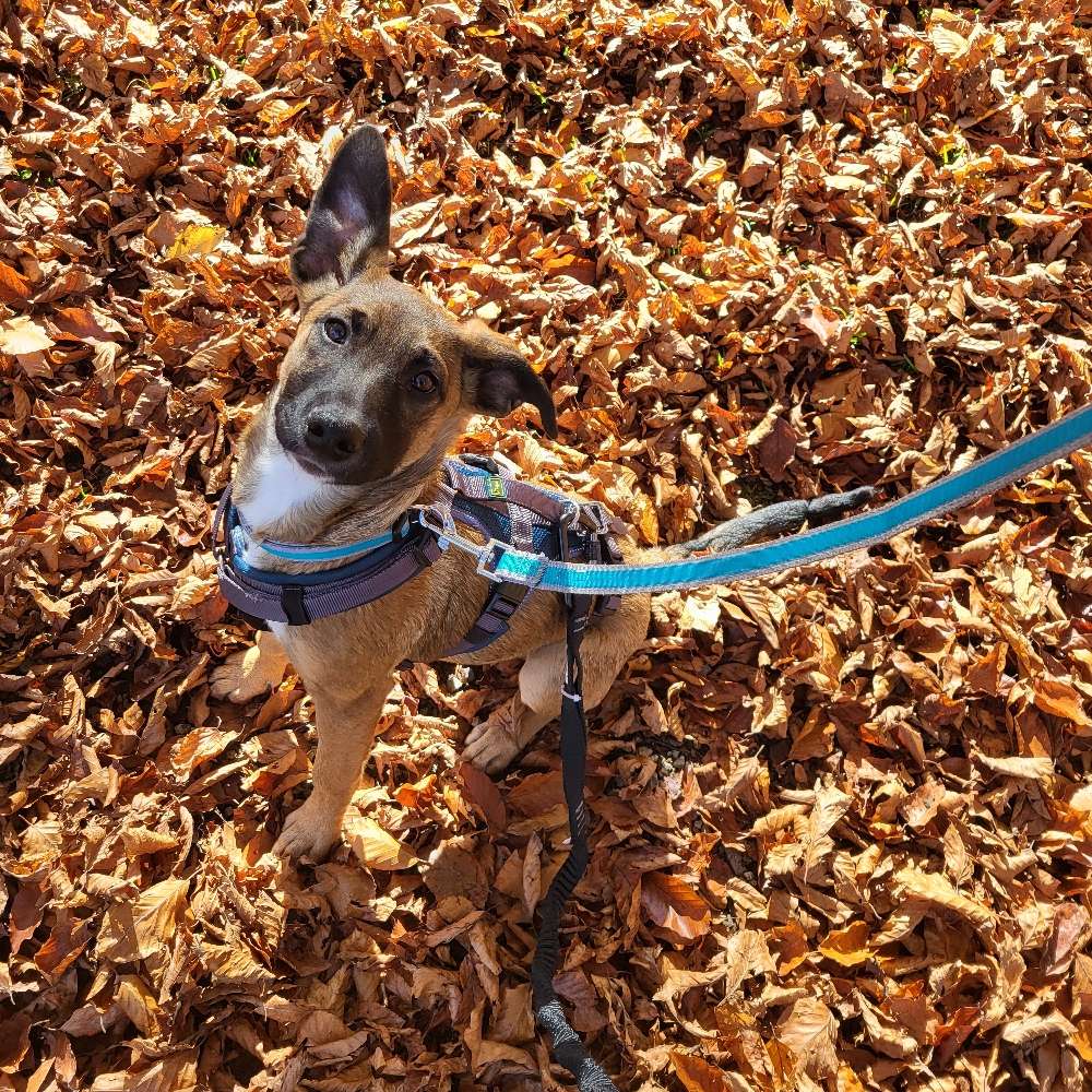 Hundetreffen-Zusammen Gassi gehen-Profilbild