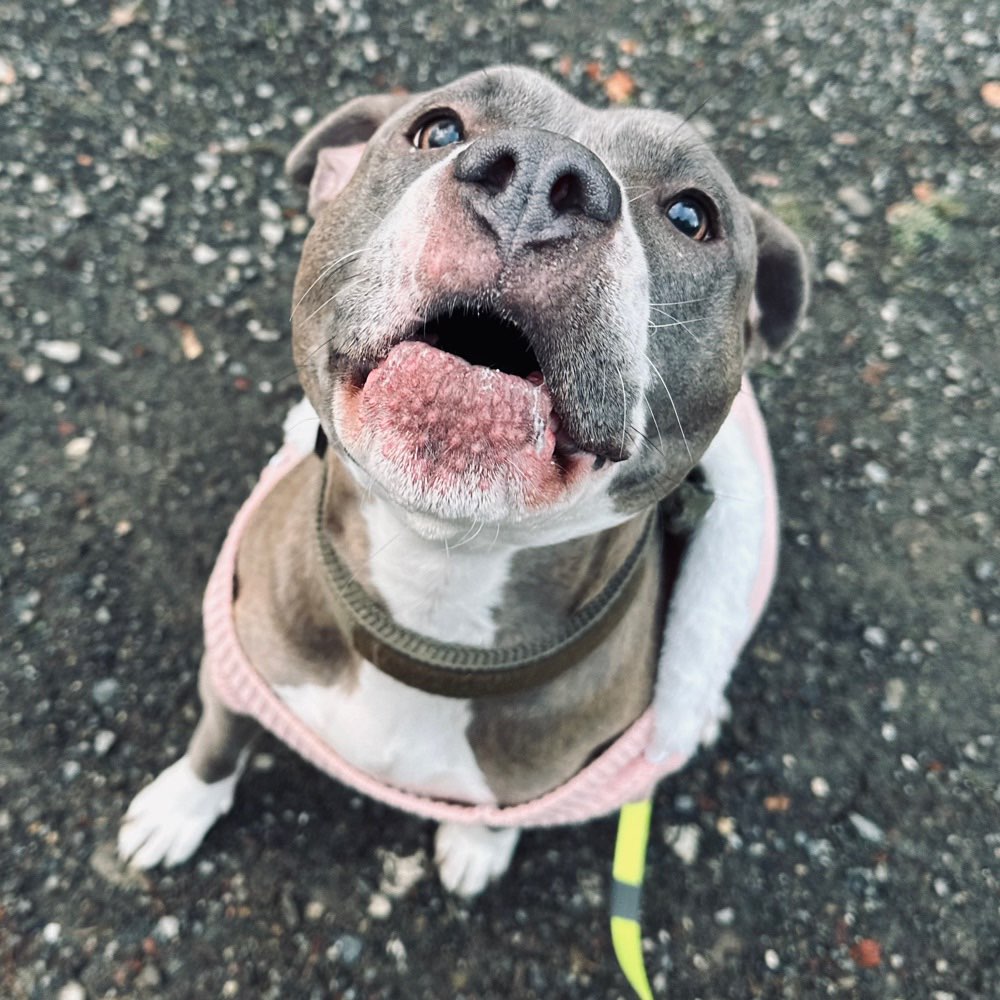 Hundetreffen-Toben-Profilbild