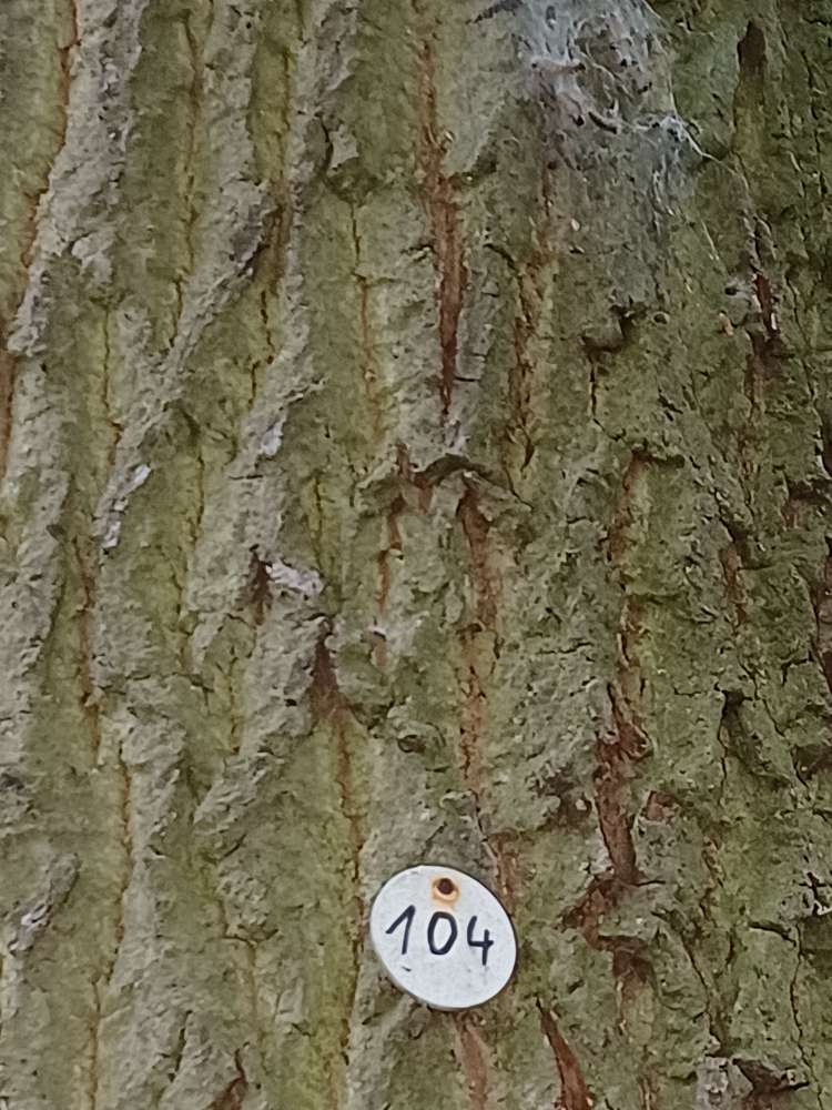 Giftköder-Eichenprozessionsspinner-Profilbild