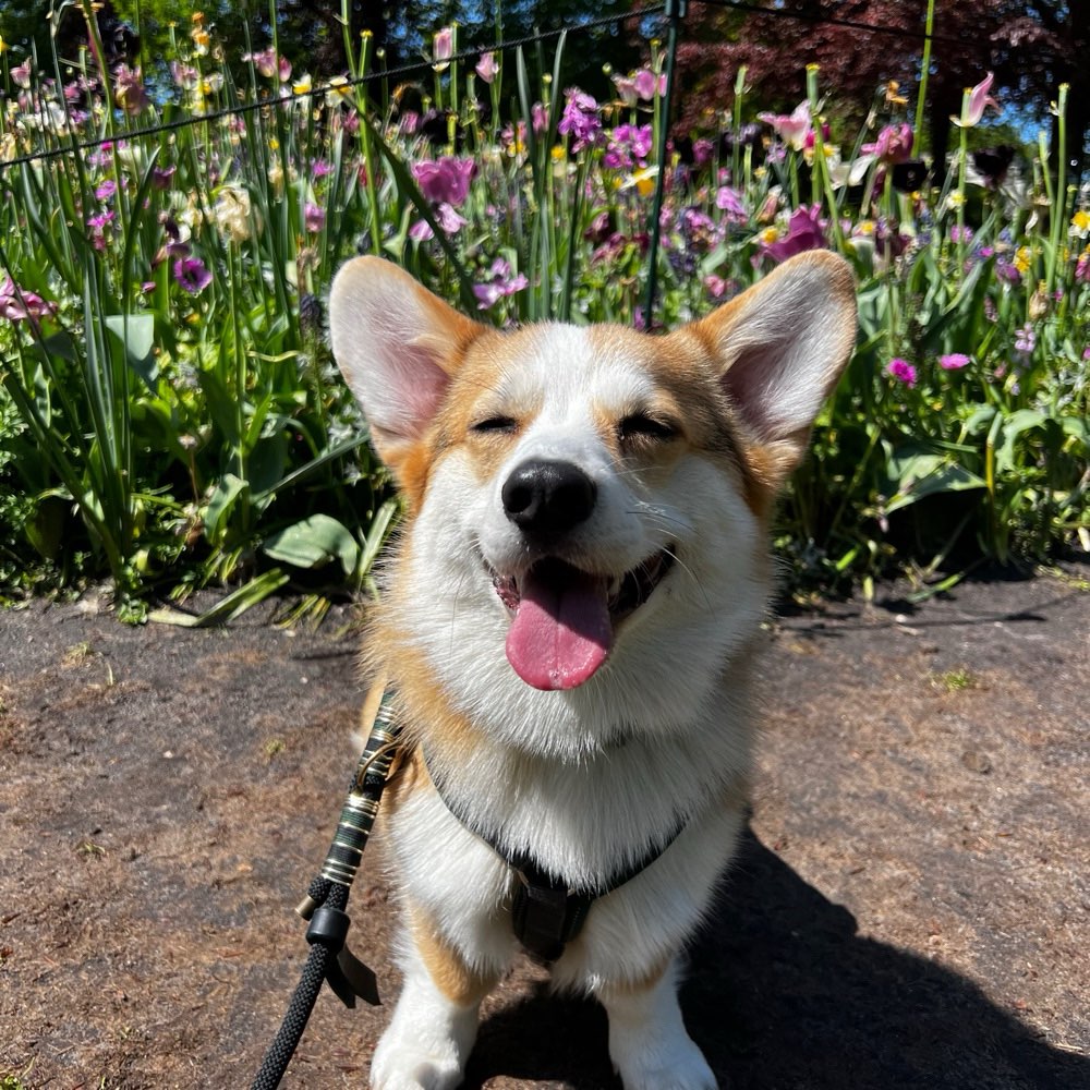 Hundetreffen-Spaziergang und Spielen-Profilbild