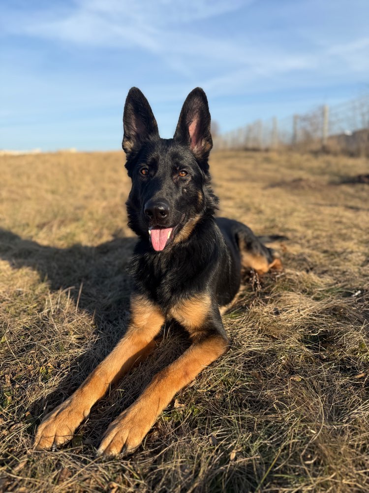 Hundetreffen-Aleja sucht neuen Gassi und Spielpartner-Profilbild