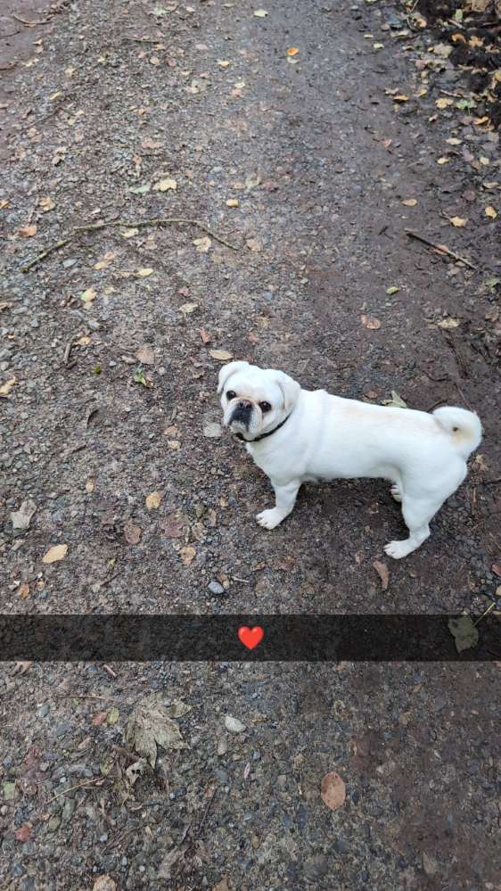 Hundetreffen-Molossertreff-Profilbild