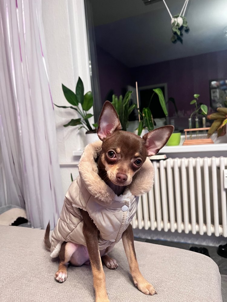 Hundetreffen-Social Walk, Hundetreffen-Profilbild