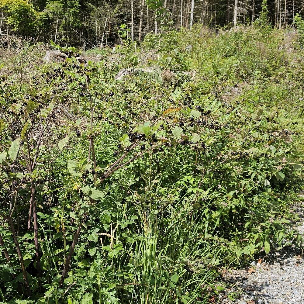 Giftköder-Achtung giftig - Tollkirschen-Profilbild
