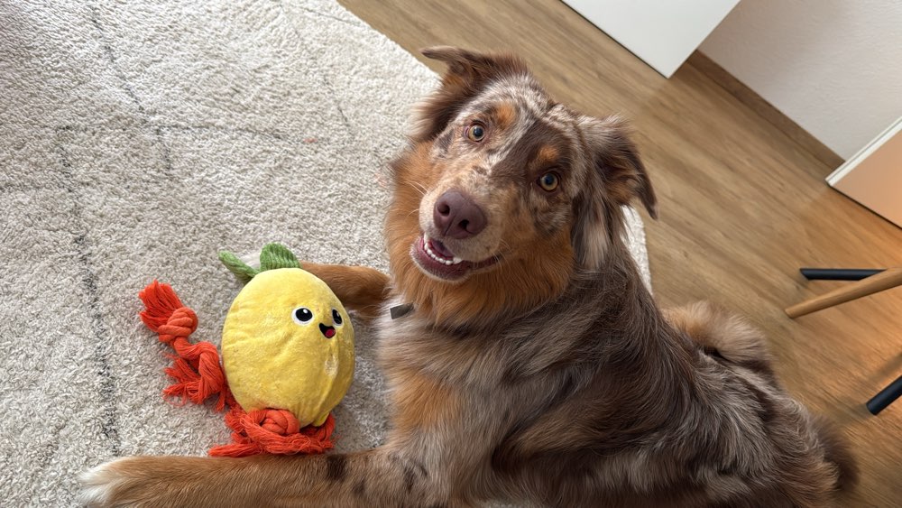 Hundetreffen-Spieltreffen und Gassirunde 🙂-Profilbild