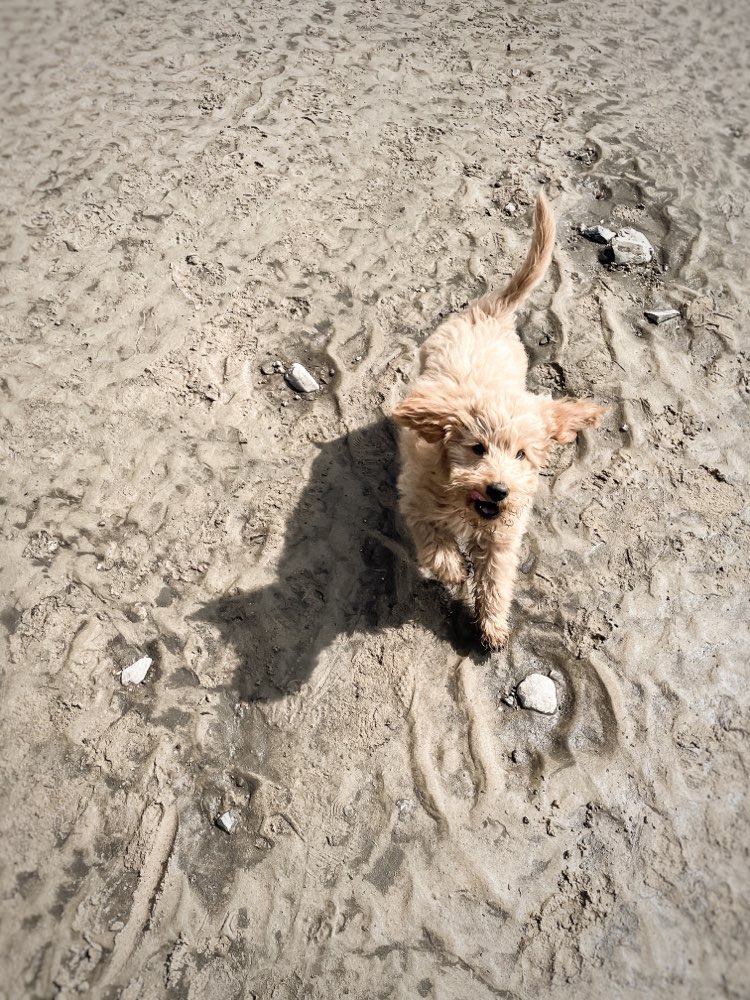 Hundetreffen-Junghund Treffen oder erfahrene Hunde gesucht (Eimsbüttel)-Profilbild