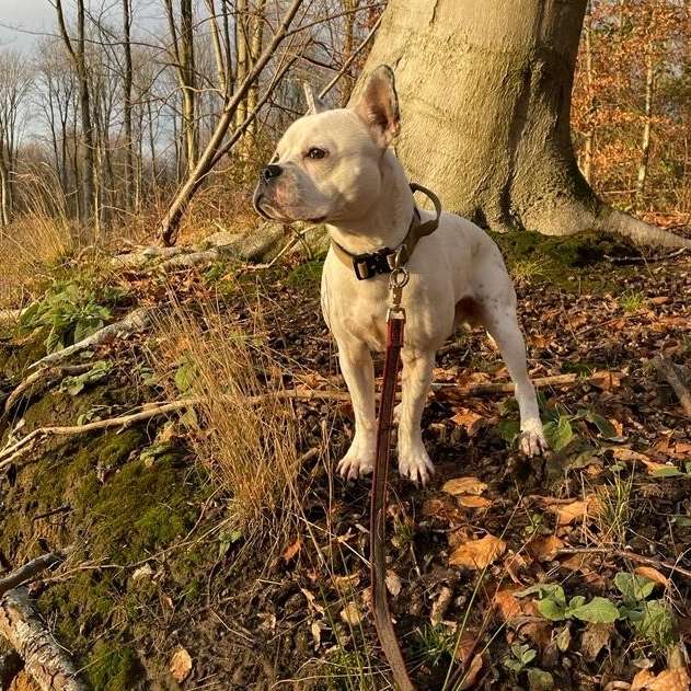 Hundetreffen-Social Walk Schildgen/Dünnwald-Profilbild