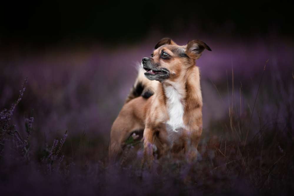 Hundetreffen-Gassi Treff für kleine Rassen-Profilbild