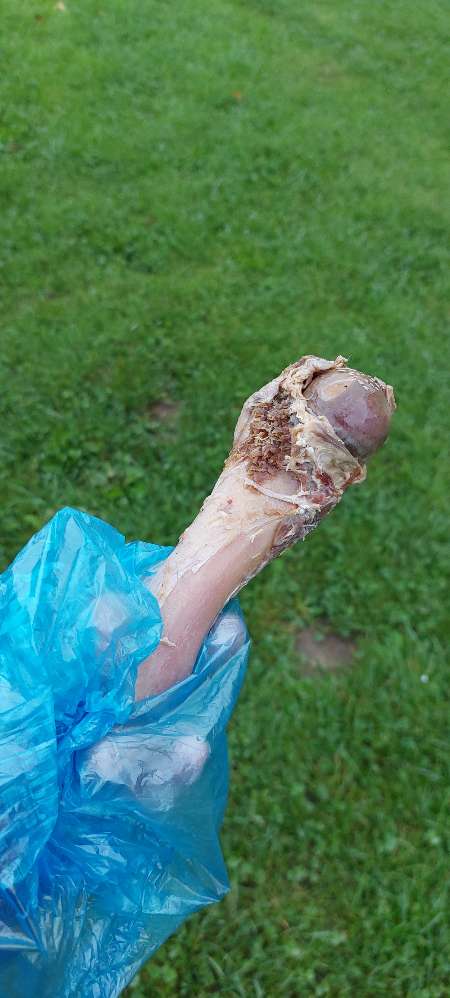 Giftköder-Knochen gefunden-Profilbild