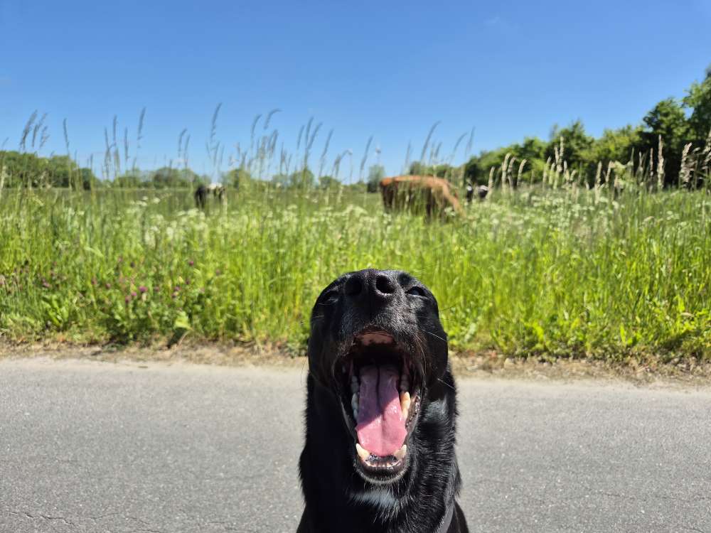 Dein Hund beim Stress-Gähnen Banner