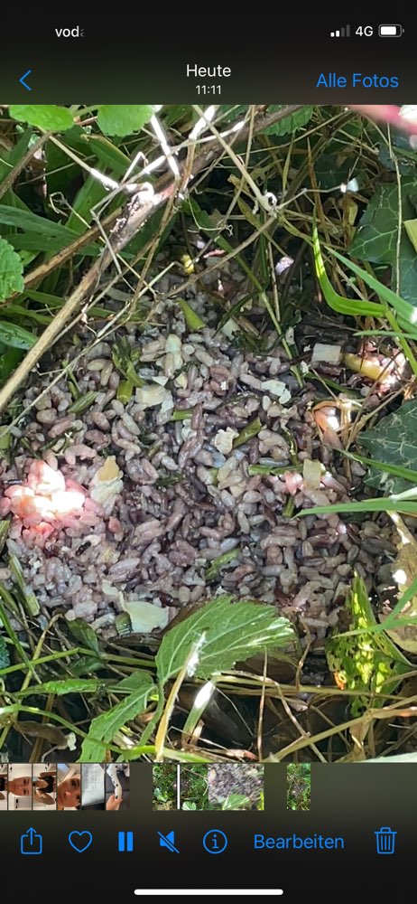 Giftköder-Eventuell Giftköder 38239 SZ-Profilbild