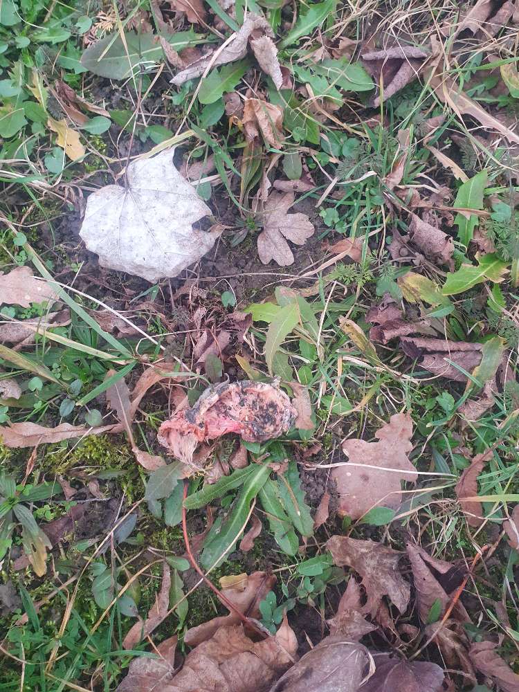 Giftköder-Giftköder-Profilbild