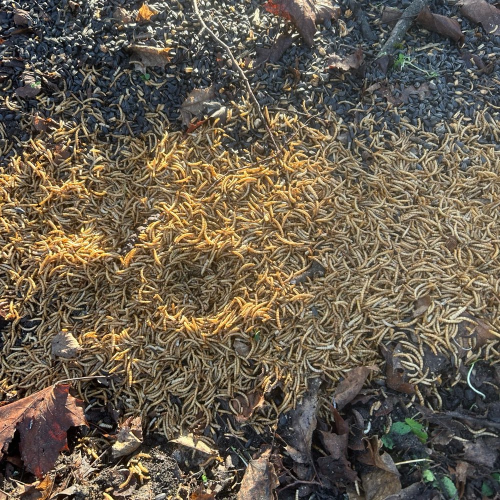 Giftköder-Giftköder Mehlwürmer-Profilbild