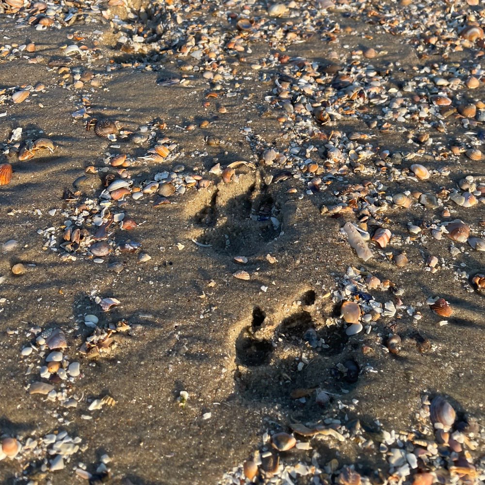 Hundetreffen-Spielrunde mit französischen Bulldoggen-Profilbild