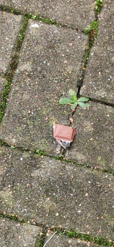 Giftköder-Verschiedene Lebensmittel-Profilbild