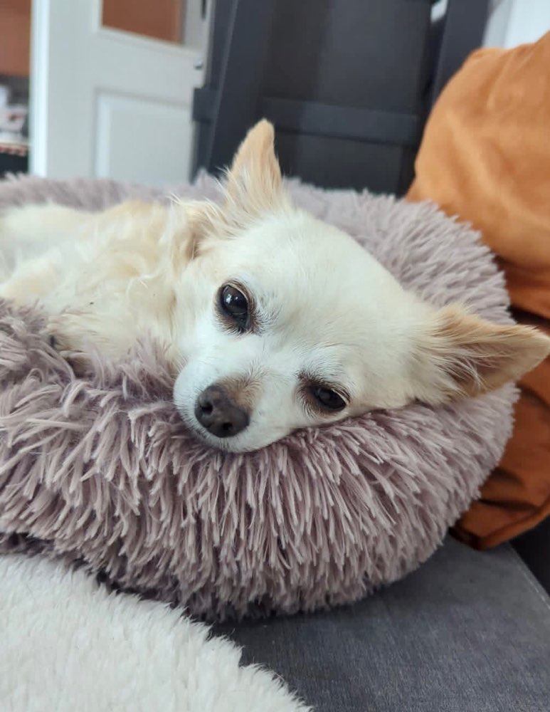 Hundetreffen-Gassi gehen-Profilbild