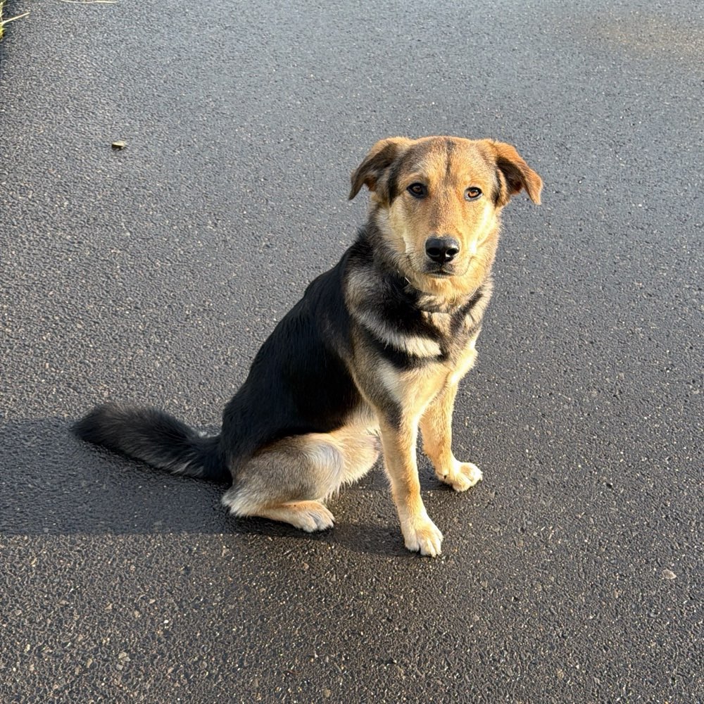 Hundetreffen-Spielpartner/in gesucht-Profilbild