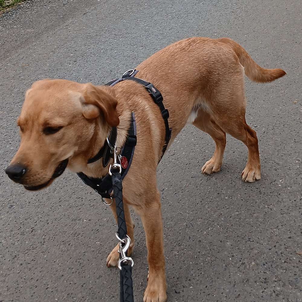 Hundetreffen-Hunde Freunde gemeinsam spazieren gehen-Profilbild