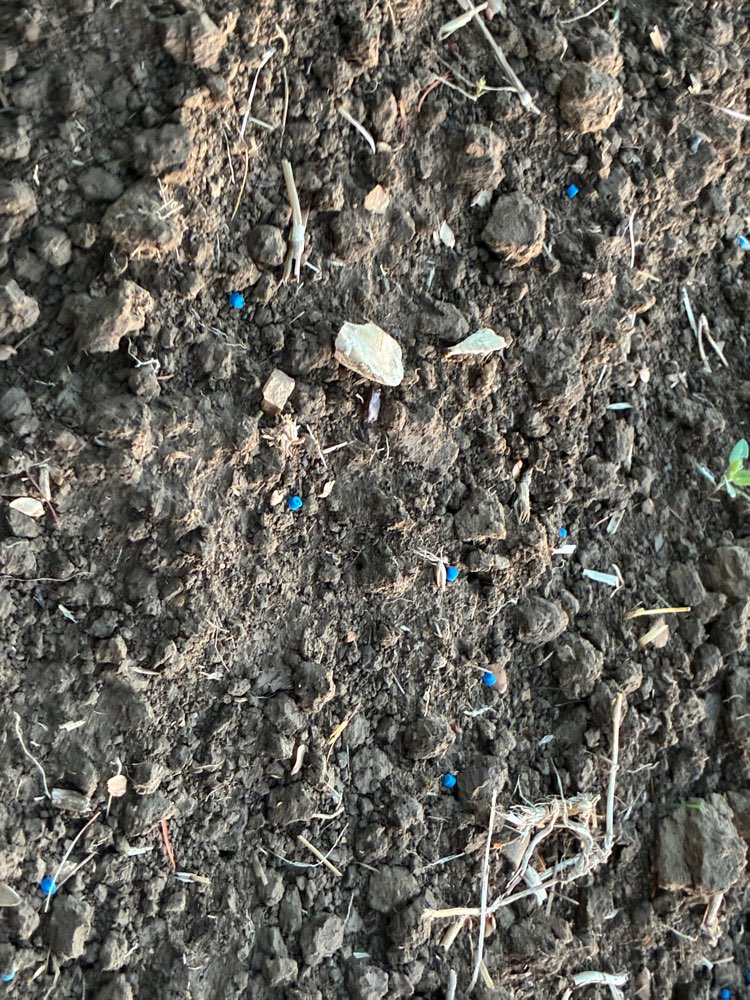 Giftköder-Blaukorn-Profilbild