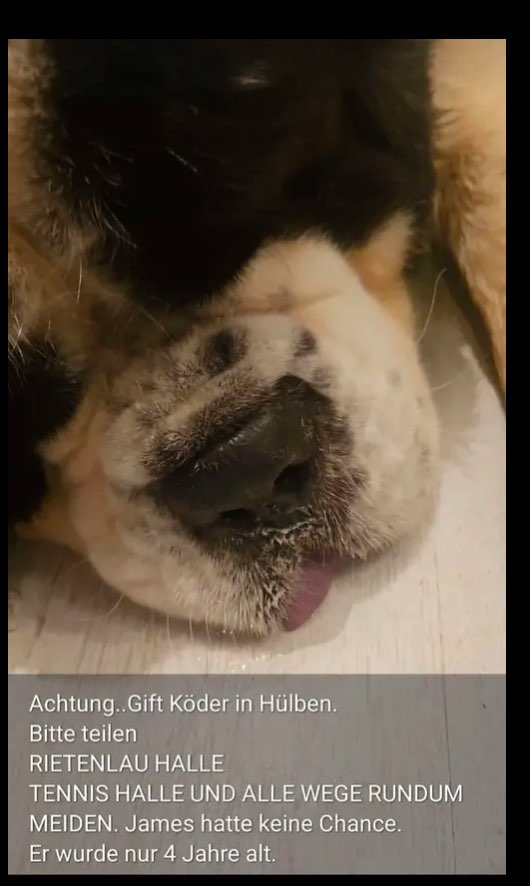 Giftköder-Giftköder-Profilbild