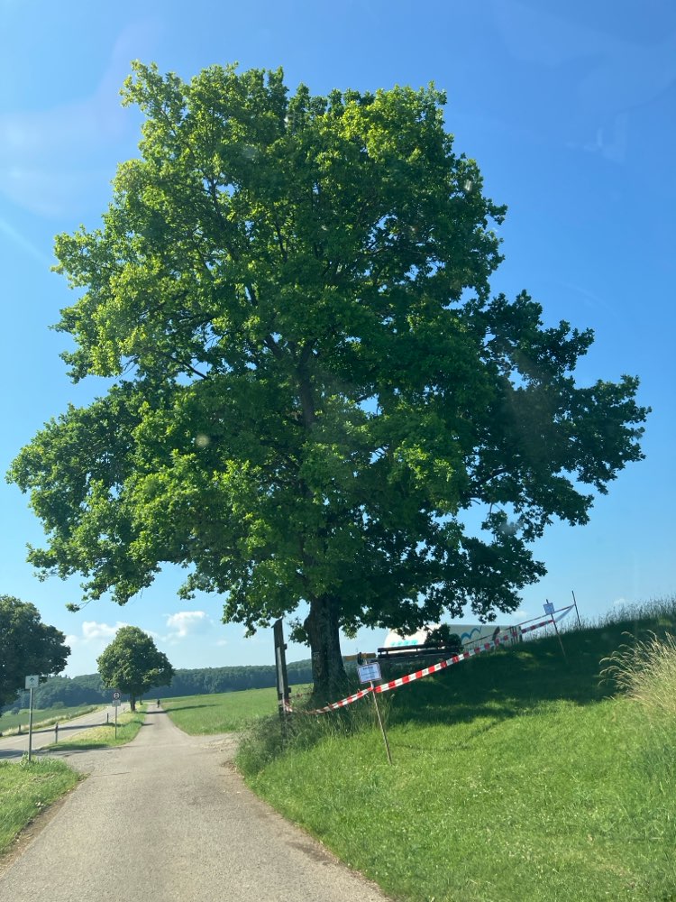 Giftköder-Eichenprozessionsspinner-Profilbild
