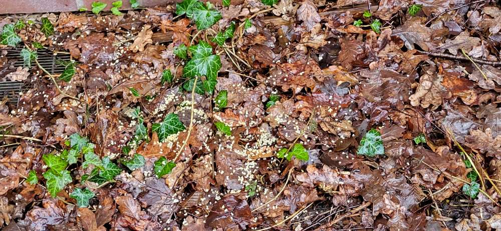 Giftköder-Entleerte Rattengift-Falle?-Profilbild