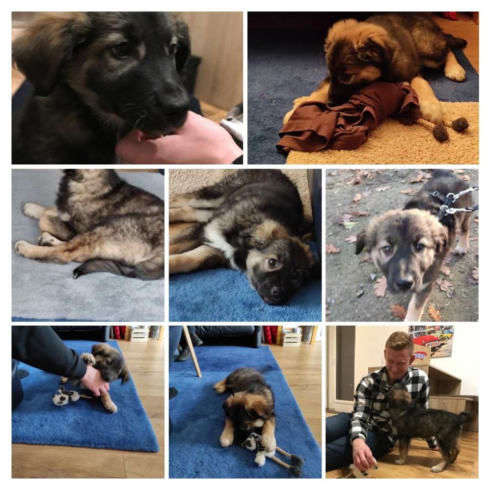 Hundetreffen-Welpenrunden-Profilbild