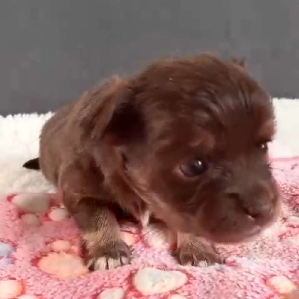 Hundetreffen-Treffen für Spaziergänge ab März-Profilbild