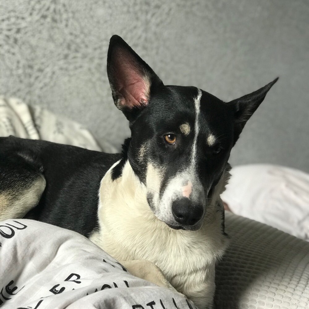 Hundetreffen-Zum Spielen-Profilbild