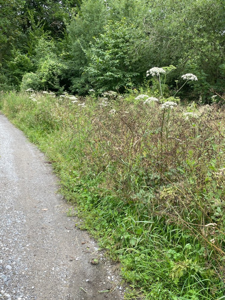 Giftköder-Riesenbärenklau-Profilbild