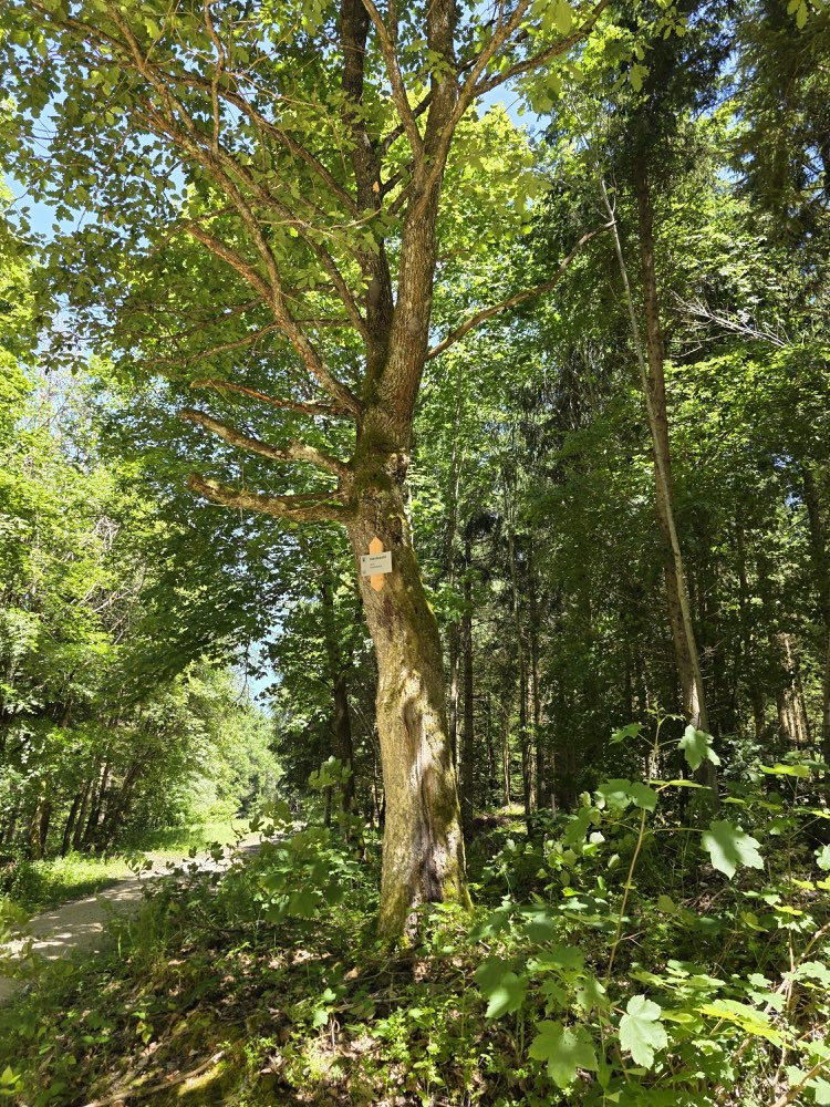 Giftköder-Eichenprozessionsspinner-Profilbild