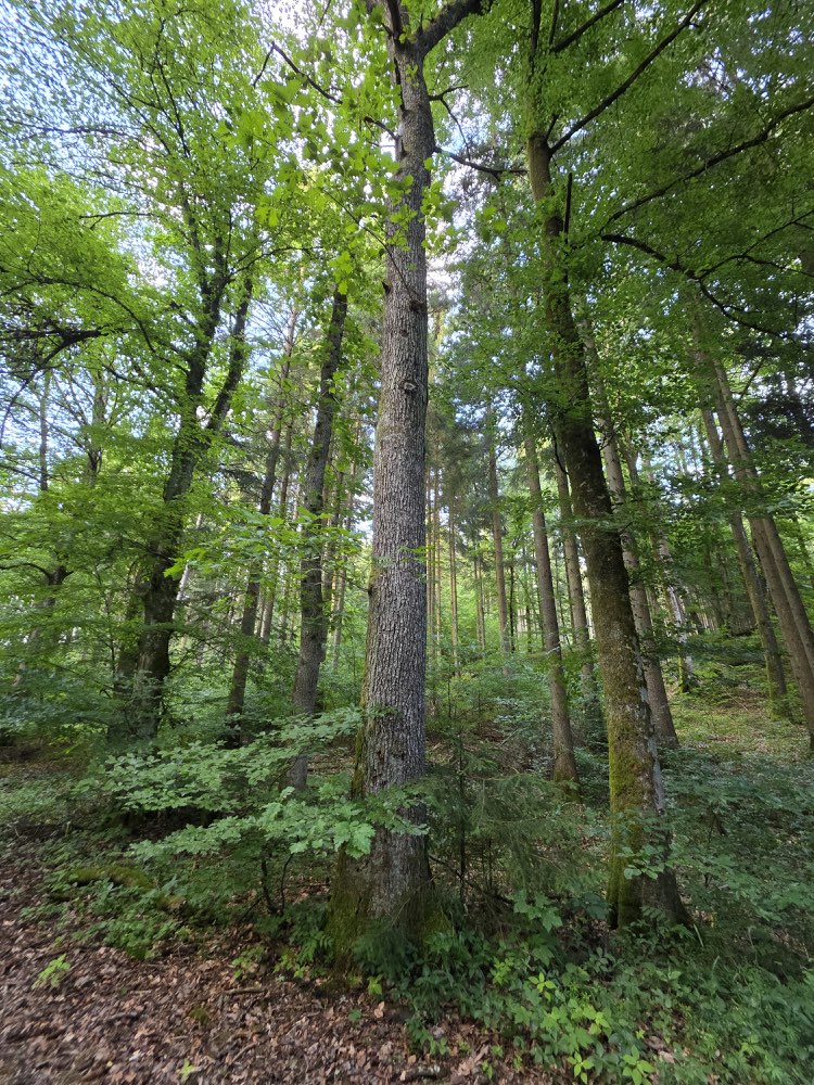 Giftköder-Eichenprozessionsspinner-Profilbild