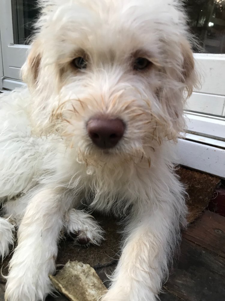 Hundetreffen-Junghunde/ Sozialisierung-Profilbild