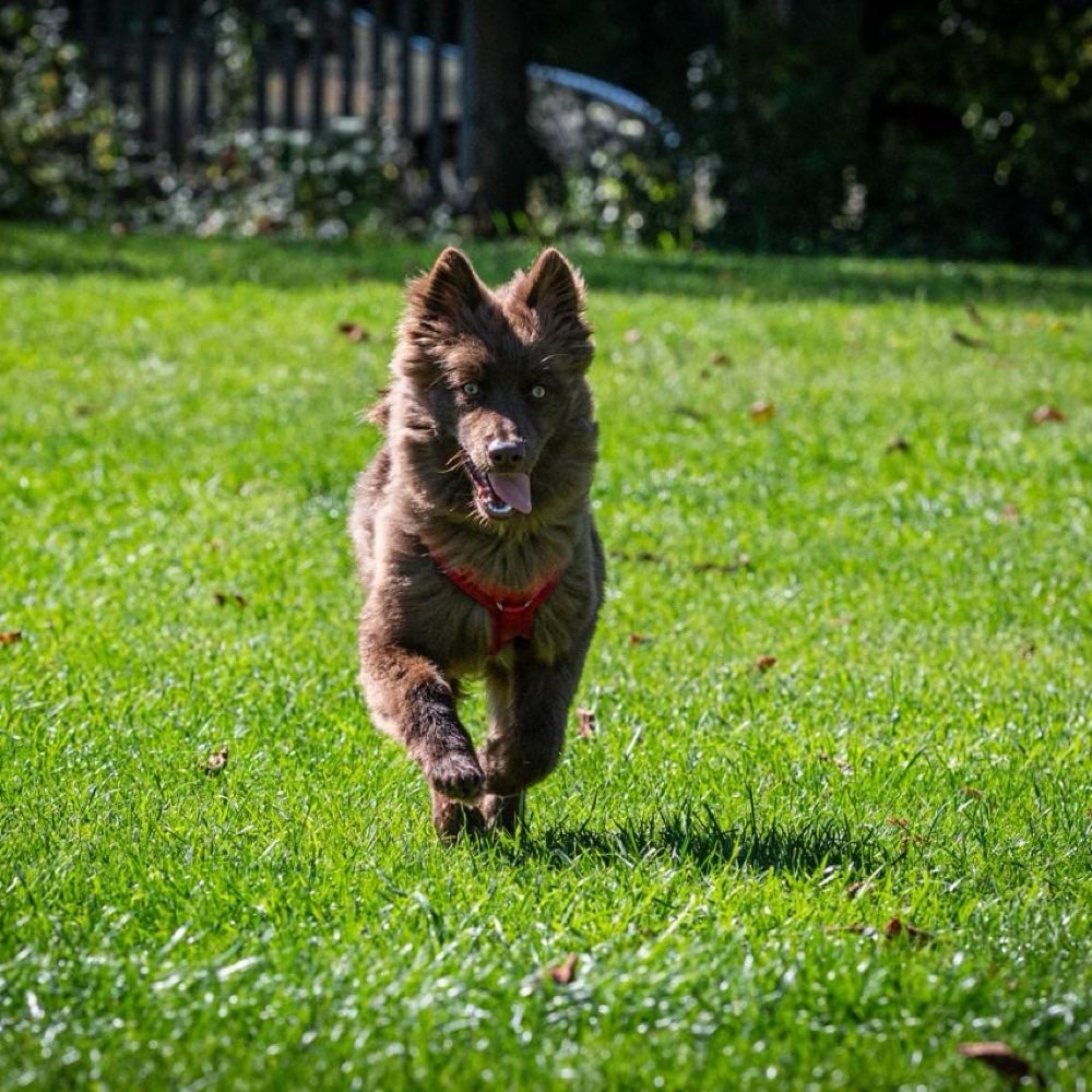 Hundetreffen-Spielpartner gesucht-Profilbild