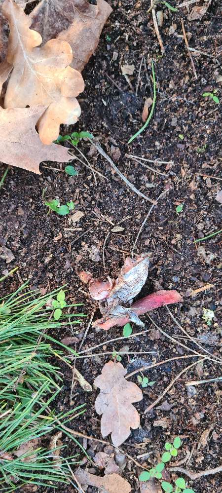 Giftköder-Knochen mit/als eventuellem Giftköder-Profilbild