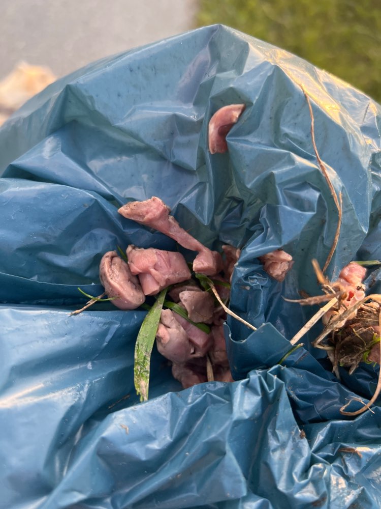 Giftköder-Verdächtiges rohes Fleisch (Innereien)-Profilbild