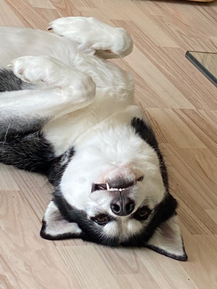 Hundetreffen-HundeBegegnungen! Spatziergänge 🤍-Profilbild